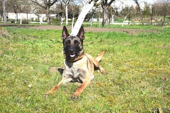 Malinoiska Naomi hledá domov - 19