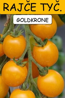 Semínka rajčata - různé druhy - 19