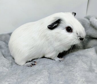 Morče, Morčata, Morčátko, Morčátka - JIN A JANG - 19