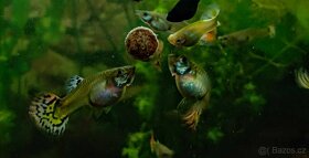 Paví očka Guppky Prachaticko - 19