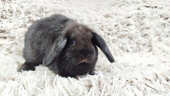 Zakrslý beránek, králíček, králík - BIBI - 19