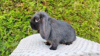 Zakrslý beránek, králíček, králík - PEGGY - 19