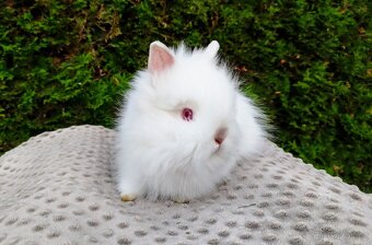 Zakrslý králík, králíček -(TEDDY)ONDŘEJ A OTA - 19
