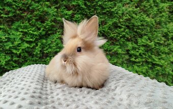 Zakrslý králíček, králík -(lvíček)-TAMARA - 19