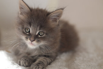 Mainská mývalí s PP - 19