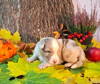 Australský ovčák s PP - 19