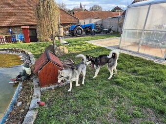 Sibiřský Husky - štěně - 19