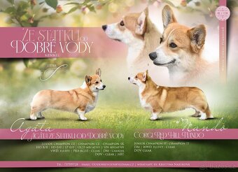 Welsch corgi pembroke s PP - 19