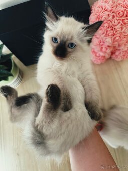 3 krásná koťátka plemene Ragdoll 🖤🐈 - 19
