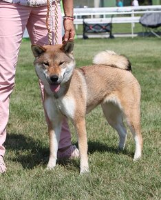 Shiba inu - 19