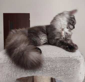 Maine coon, nainska myvalia s PP - 19