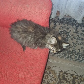 Ponukam maciatko - 19