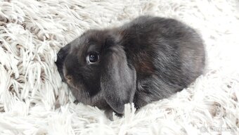 Zakrslý beránek, králíček, králík-BRUNO - 19