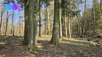 Prodej lesů, 55 558 m², Rybí - 19