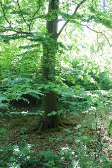 Prodej nevytěženého lesa u Luhačovic - 3,25 ha - 19