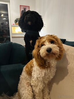 🐶 CAVAPOOCHON ŠTĚŇÁTKA – PRVNÍ VRH NAŠICH RODINNÝCH MAZLÍKŮ - 19