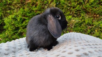 Zakrslý beránek, králíček, králík -PIPER - 19