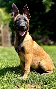 BELGICKÝ OVČÁK MALINOIS - ŠTĚŇATA S PP - 19