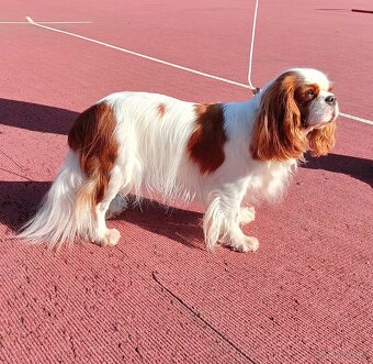 Kavalir King Charles spaniel - 19