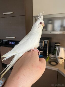Ručně dokrmené korely Albino - 19