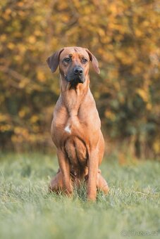 Rhodéský ridgeback  s PP posledni volné štěňatka..vrh E - 19