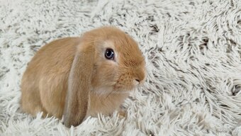 Zakrslý beránek, králíček, králík - RIKI - 19
