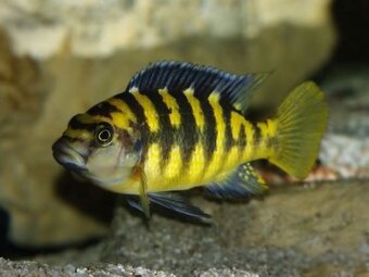 Tlamovci Malawi 51 - 19