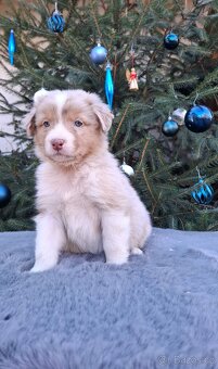 Australský ovčák s PP - 19