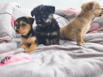 Jorkšírský teriér x pinč - 19