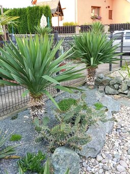 Juky, opuncie,agave - 19