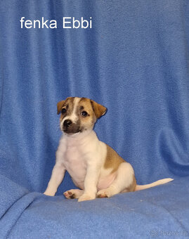 Jack russell terier - 19