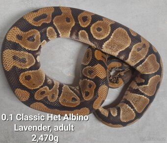 Krajta královská subadult a adult - 19