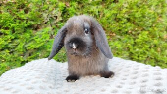 Zakrslý beránek, králíček, králík - PATRICIE - 19