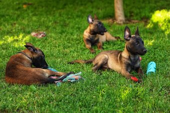 Belgický ovčák Malinois - 19