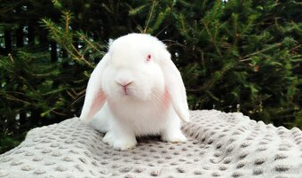 Zakrslý beránek, králík, králíček - WILLIAM - 19