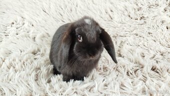 Zakrslý beránek, králíček, králík - ELLA - 19