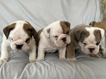 Anglicky Bulldog - 19