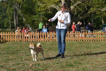 Shiba inu s PP /FCI / - 19