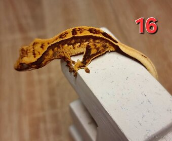 Pagekon řasnatý - 19