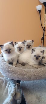 Ragdoll kotatka - 19