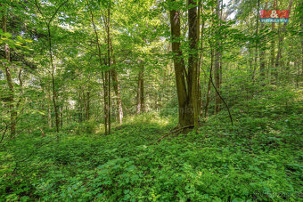 Prodej stodoly s lesním pozemkem 5096 m², Hostouň - Slatina - 19