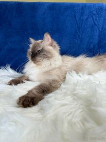 Sibiřská kočka s PP - kočička Agatha - 19