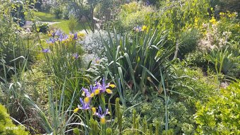 Chata se zahradou - 19