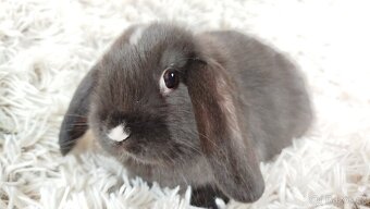 Zakrslý beránek, králíček, králík - DAN - 19