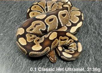 Krajta královská subadult a adult - 19