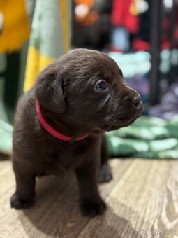 Labradorský retrívr štěňata s PP- hnědá - 19