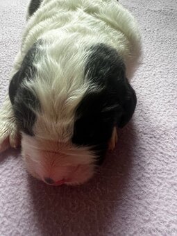 🐾 Štěňátka Landseera s výstavními i pracovními předpoklady - 19