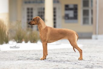 Rhodézský ridgeback s PP - 19