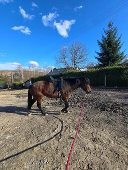 Huculská klisna, hucul, pony, malý kůň - 19