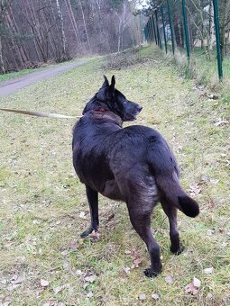CONNIE K ADOPCI - nejvěrnější parťačka, mazel na N-tou - 19